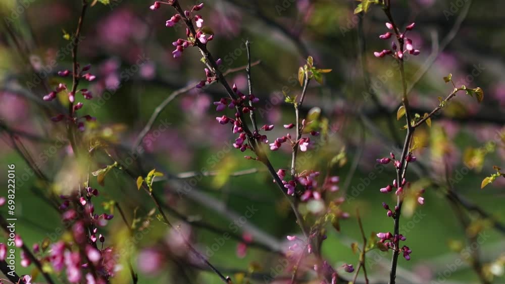 The video portrays the magnificent blossoming of the Judas tree (Cercis siliquastrum). Its branches adorned with clusters of vibrant pink or purple flowers. Legumes - Fabaceae. The video portrays the magnificent blossoming of the Judas tree (Cercis siliquastrum). Its branches adorned with clusters of vibrant pink or purple flowers. Legumes - Fabaceae.