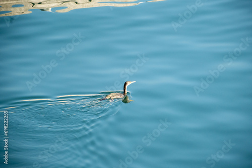 seagull in the water