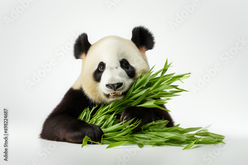 Panda eats a bamboo plant on a white background. Cute bamboo bear  close-up portrait.