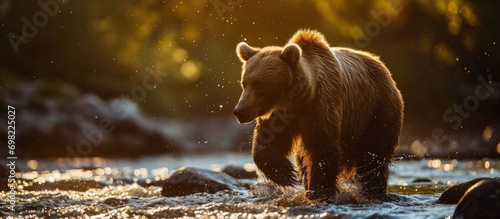 Kamchatka brown bear catching fish at sunset in a river.