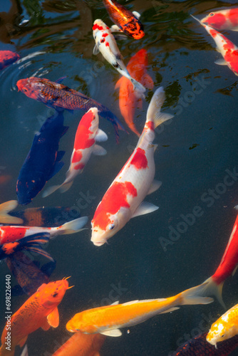 koi fish swimming in the pond