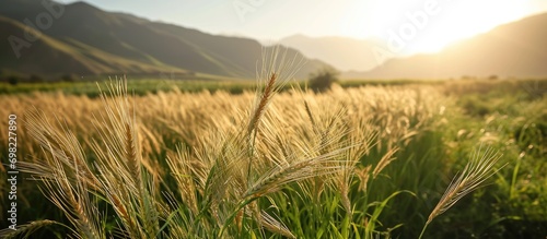 Wheat grain produces grass for Nowruz festivities. photo