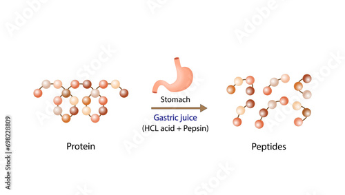 Protein Digestion in stomach. Gastric juice, pepsin and hydrochloric acid, digesting and breaking the protein into small peptides. Vector illustration.