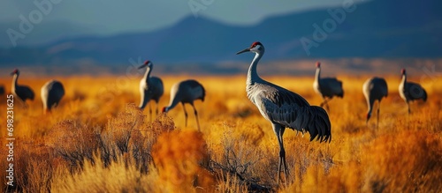 Crane reserve in New Mexico, USA. photo