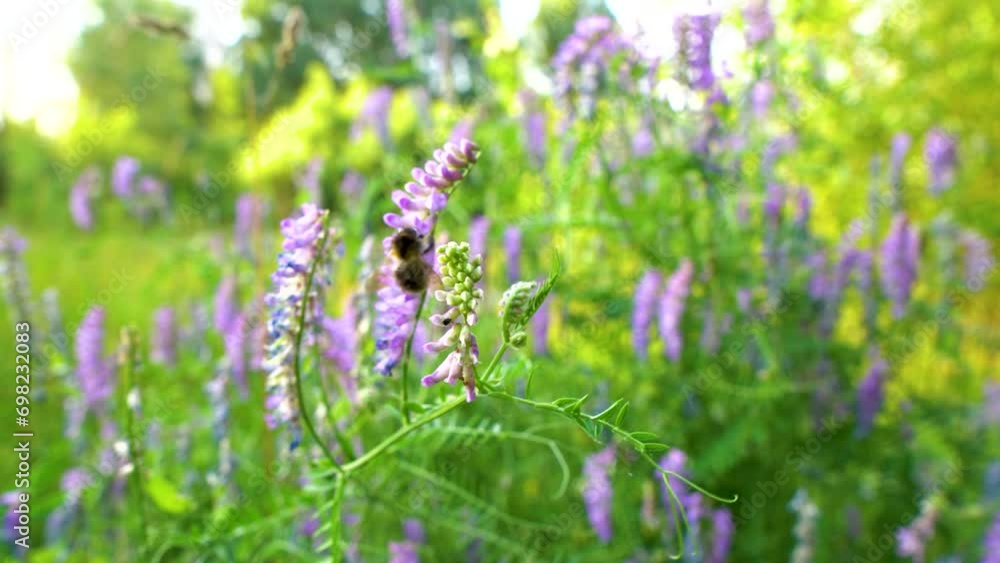 A bee collects pollen from purple flowers in summer A bee collects pollen from purple flowers in summer