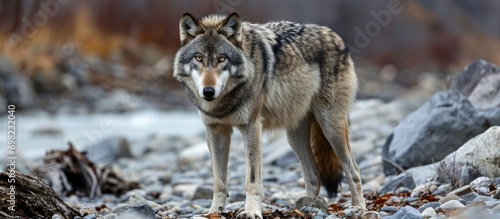 Canadian Timber Wolf (Canis lupus lycaon), Mackenzie photo