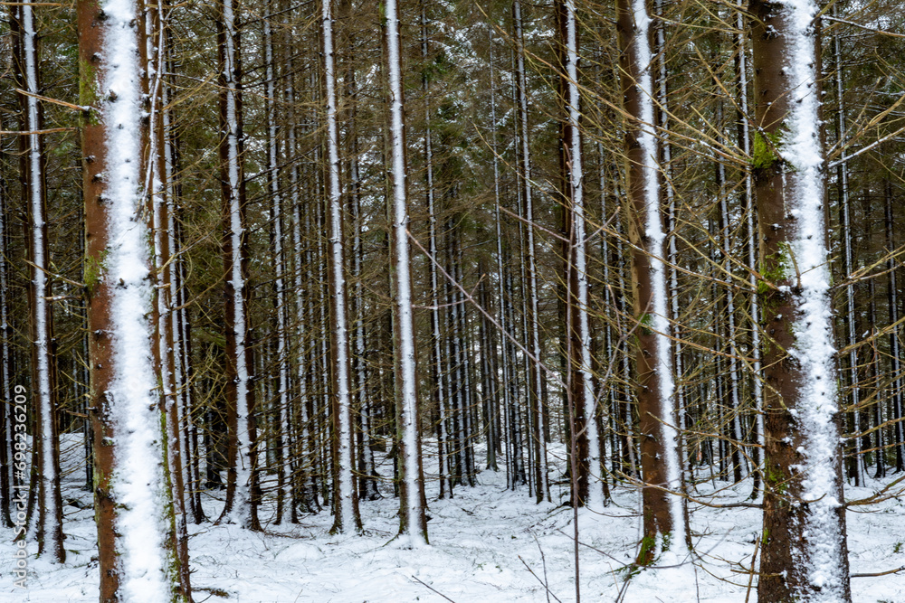 Viderup, Sweden A snowy forest after a snow storm. Viderup, Sweden A snowy forest after a snow storm.