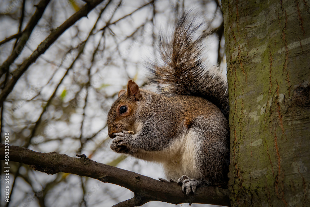 Feeding the squirrels in London's High Park Feeding the squirrels in London's High Park