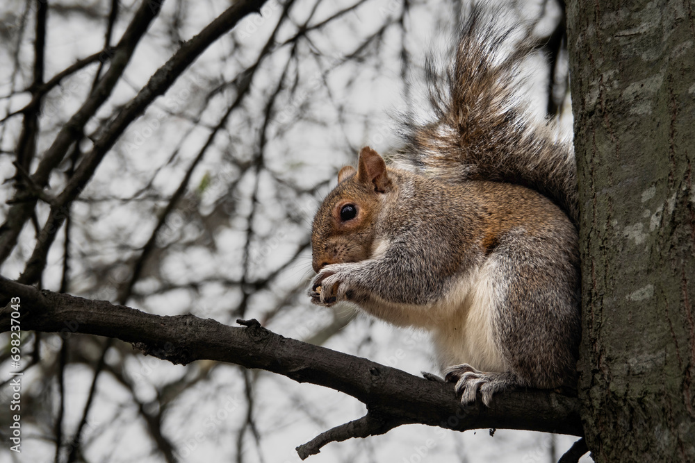 Feeding the squirrels in London's High Park Feeding the squirrels in London's High Park