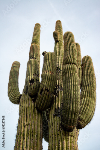 Giant cactus Saguaro cactus (Carnegiea gigantea) against the background of a cloudy sky, Arizona