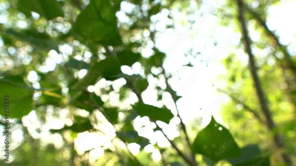 Beautiful bokeh with green leaves at sunset with sun rays Beautiful bokeh with green leaves at sunset with sun rays