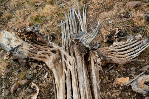 Dry woody pith of a dead cactus, Giant cactus Saguaro cactus (Carnegiea gigantea), Arizona photo