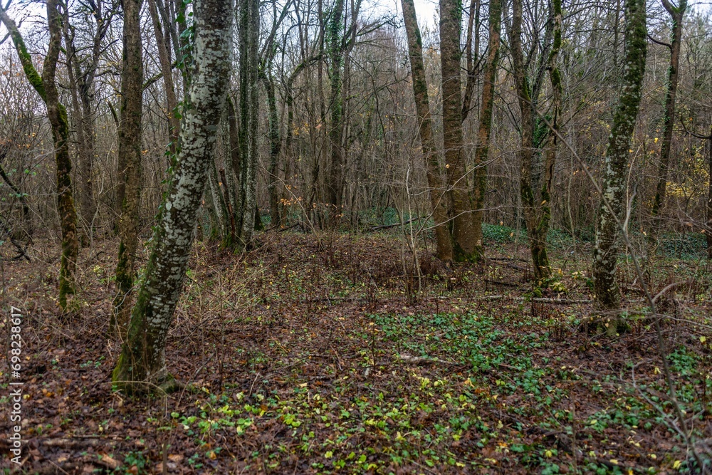 a small mound with an ancient burial in the mountain forest of the Western Caucasus on a cloudy day in late November