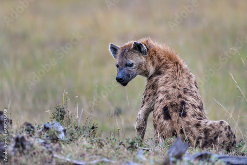 yenas roam the Masai Mara