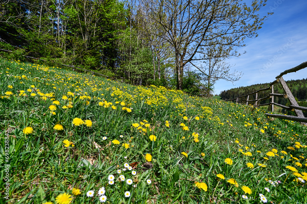 Obraz premium spring flowers