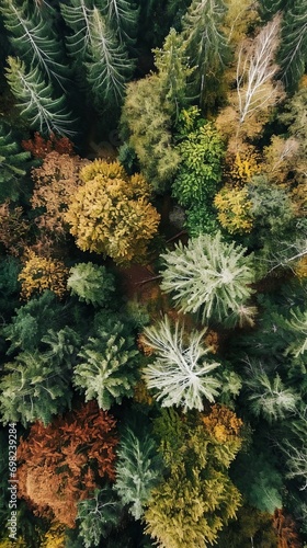 Bird's eye view of the trees in the forest. Lush and dense forest
