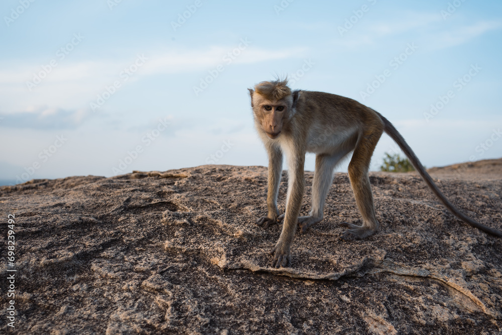 Obraz premium One monkey on top of mountain in Sri Lanka at blue sky background
