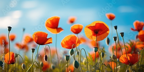 A field of orange flowers with a blue sky in the background.