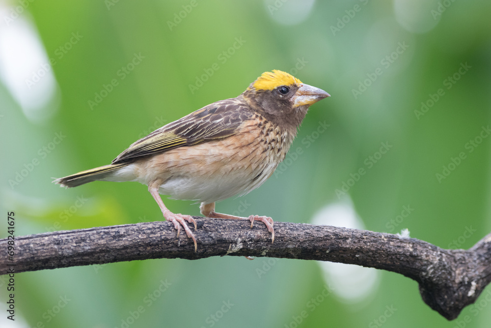 The streaked weaver (Ploceus manyar) is a species of weaver bird found in South Asia and South-east Asia The streaked weaver (Ploceus manyar) is a species of weaver bird found in South Asia and South-east Asia