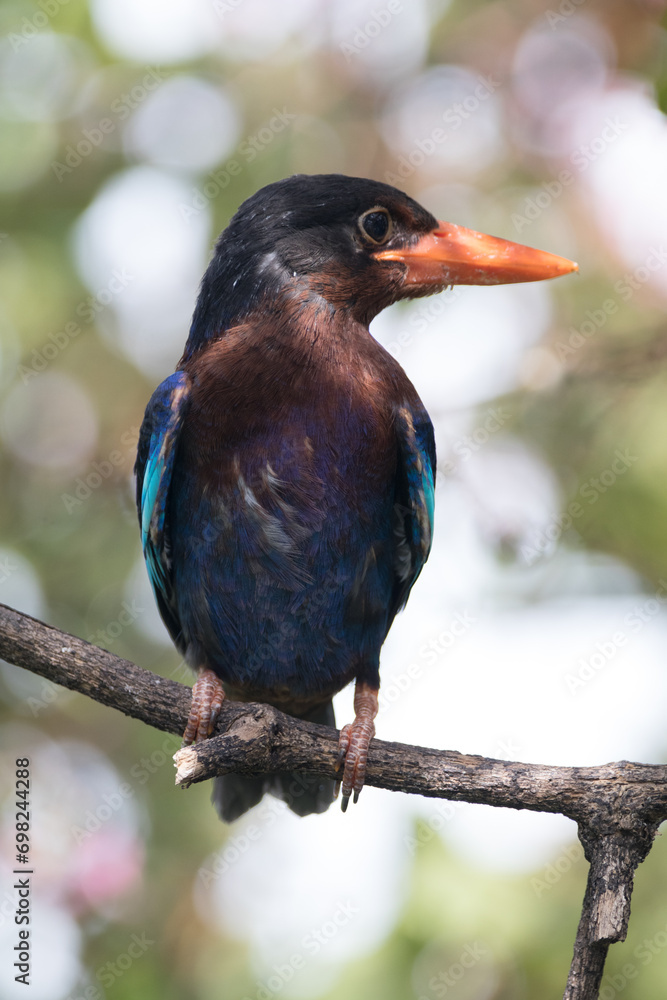Naklejka premium The Javan kingfisher (Halcyon cyanoventris), sometimes called the blue-bellied kingfisher or Java kingfisher
