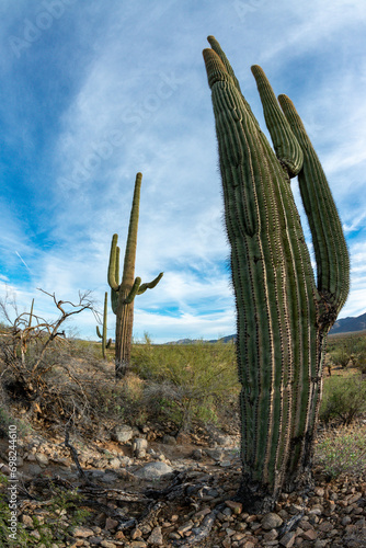 Landscape of a stone desert, photo of a cactus with a Fish Eye lens, Giant cactus Saguaro cactus (Carnegiea gigantea), Arizona © Oleg Kovtun