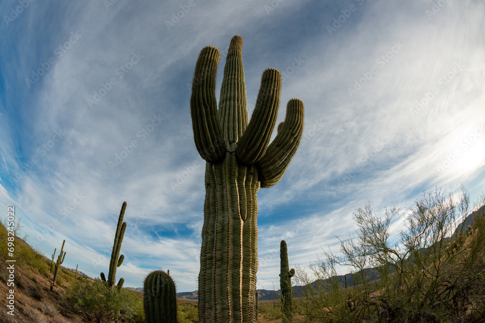 Landscape of a stone desert, photo of a cactus with a Fish Eye lens, Giant cactus Saguaro cactus (Carnegiea gigantea), Arizona