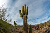 Landscape of a stone desert, photo of a cactus with a Fish Eye lens, Giant cactus Saguaro cactus (Carnegiea gigantea), Arizona