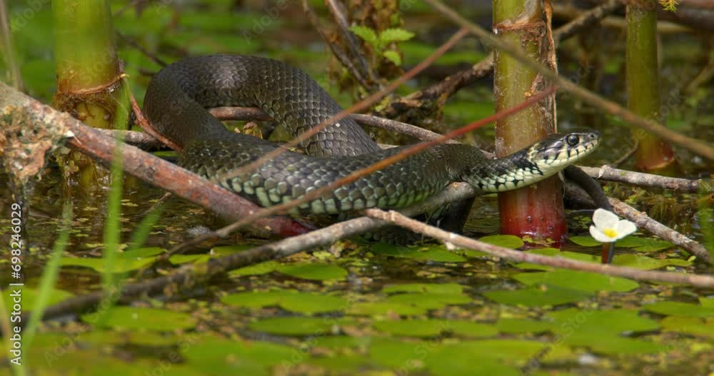 Close up view of grass snake resting on broken tree branches on a surface of pond Close up view of grass snake resting on broken tree branches on a surface of pond