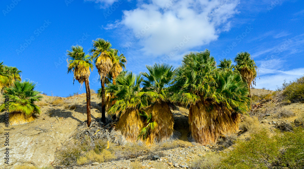 Palm trees rise in the desert at Thousand Palms Oasis near Coachella Valley Preserve. Villis palms oasis. California Palm trees rise in the desert at Thousand Palms Oasis near Coachella Valley Preserve. Villis palms oasis. California