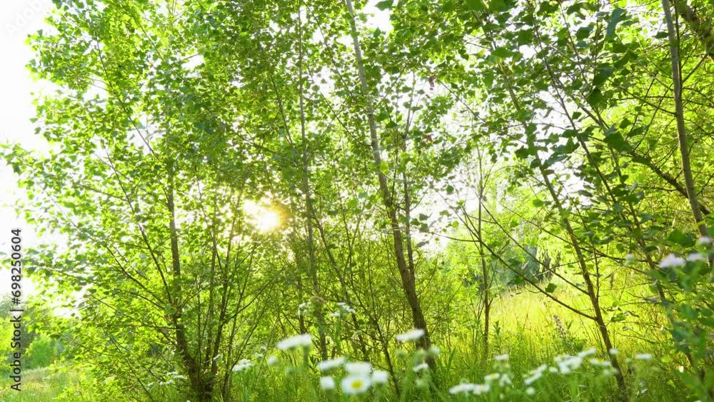 Sun rays at sunset through a green tree Sun rays at sunset through a green tree