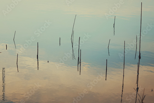 Reeds sticking out of the water. Calm lake reflects clouds and sky