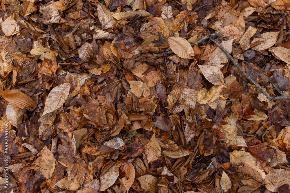 Winter Leaves In New England Winter Leaves In New England