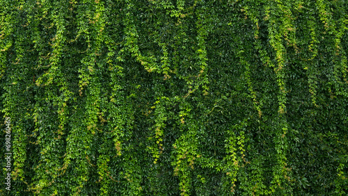Vertical gardening or garden on the facade of the rear or fence. Texture or pattern photo