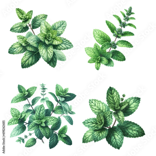 green mint herb with leaves watercolor paint on white for greeting card wedding design photo