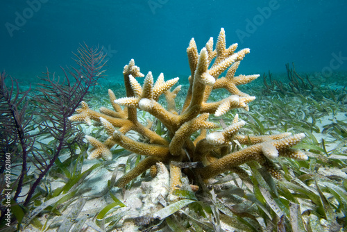 Staghorn coral, Acropora cervicornis,a Critically Endangered species,growning in a bed of Turtle Grass, Florida Keys National Marine Sanctuary, Florida, USA photo