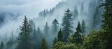 Misty view of pine forest in wet mountain area.