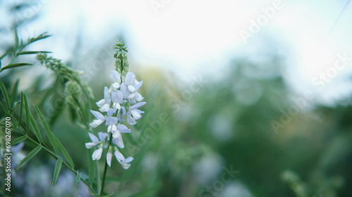 Armonia di fiori bianchi.  photo