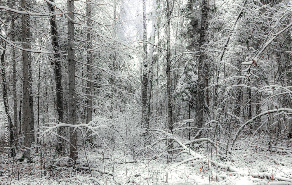 Landscape of a winter dense forest with fallen trees Landscape of a winter dense forest with fallen trees