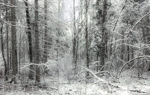 Wallpaper Mural Landscape of a winter dense forest with fallen trees Torontodigital.ca