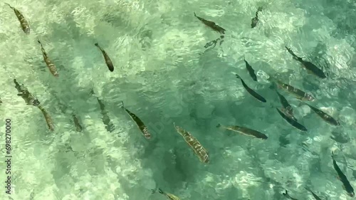 Dużo małych rybek w przezroczystej wodzie photo