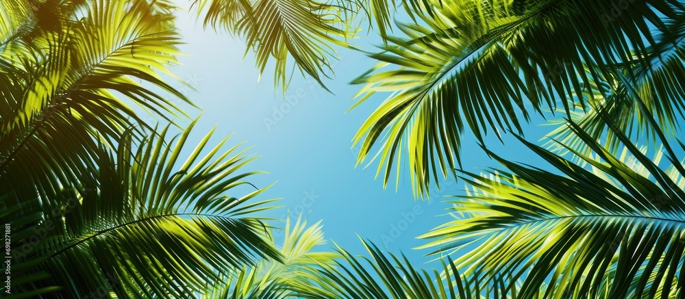 Background with coconut or palm trees. Background with coconut or palm trees.