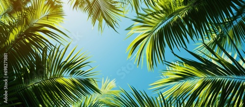 Background with coconut or palm trees.