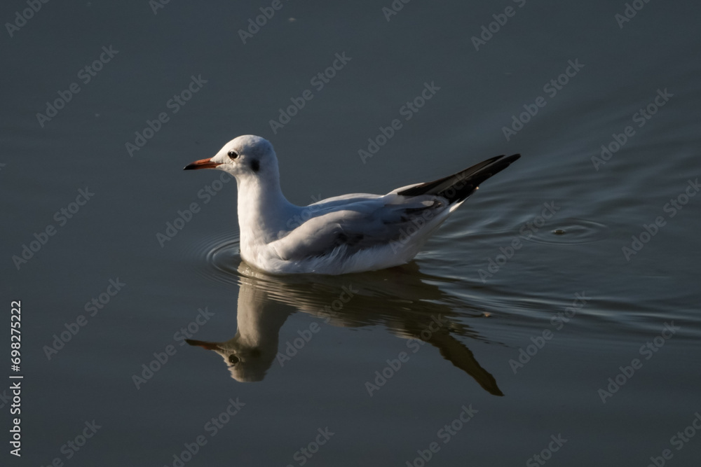 Seagull swim and looks to the camera Seagull swim and looks to the camera