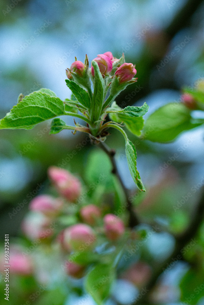 Knospe Blüte rosa Closeup Nahaufnahme Natur Knospe Blüte rosa Closeup Nahaufnahme Natur