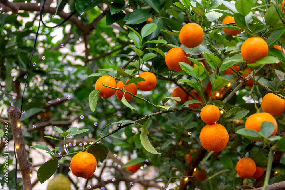 ripe kumquat tangerine fruits on a tree in a limonarium greenhouse in Saratov
