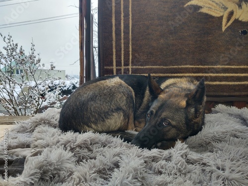 German shepherd dog playing in the garden or mountain or meadow in nature. Slovakia