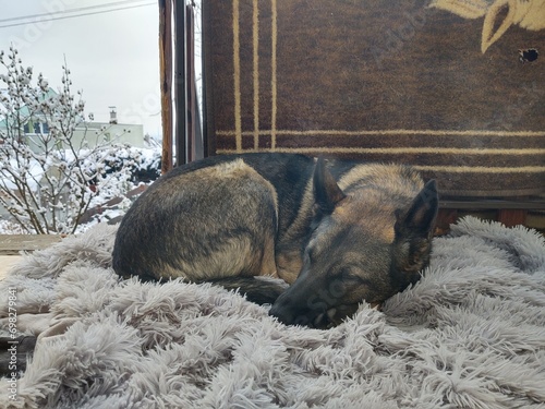German shepherd dog playing in the garden or mountain or meadow in nature. Slovakia