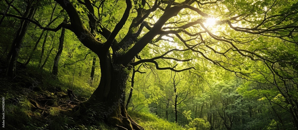 Tree in the forest. Tree in the forest.