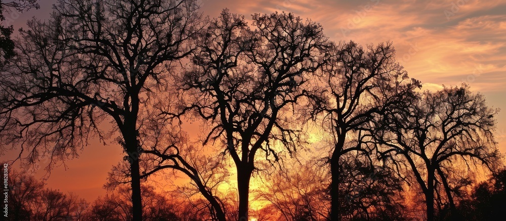 Sunset backdrop outlines tree silhouettes. Sunset backdrop outlines tree silhouettes.