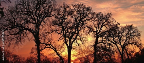 Sunset backdrop outlines tree silhouettes.